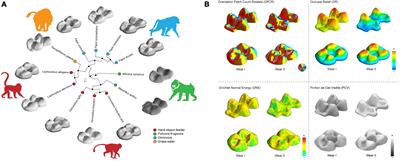 Dental topography and dietary specialization in Papionini primates